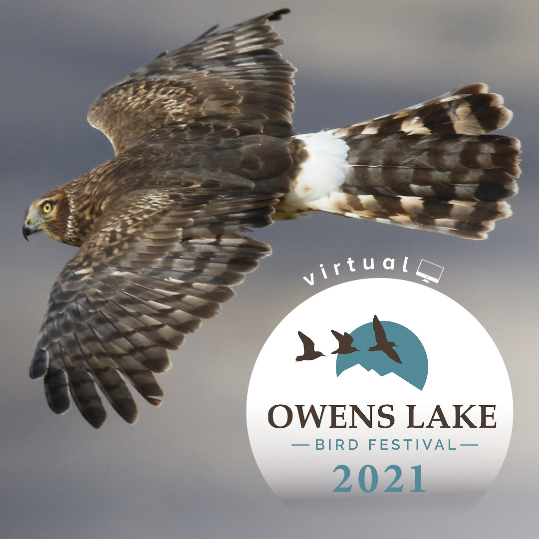 2021 Virtual Owens Lake Bird Festival Presented by Friends of the Inyo